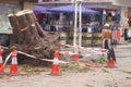 The trees in the garden workers handling typhoon toppled