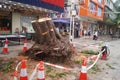 The trees in the garden workers handling typhoon toppled