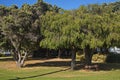 Trees in the Georgiana Park in Augusta, Western Australia Royalty Free Stock Photo