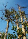 Trees that are getting old have already lost their leaves