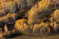 Clolorful trees in Inner Mongolia prairie in Wulanbutong Royalty Free Stock Photo