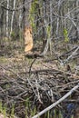 Trees gnawed by beavers Royalty Free Stock Photo