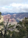 Trees Grand Canyon South Rim View Royalty Free Stock Photo