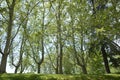 Trees on grass  in park Royalty Free Stock Photo