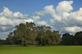 Trees in Grass Field