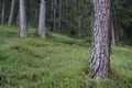 Trees with grass in mystic Forrest Royalty Free Stock Photo