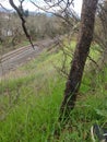 Trees grass train tracks sky