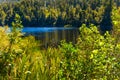 The trees and grass. Glacial Lake Matheson Royalty Free Stock Photo