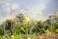 Trees and grass in a tropical rain forest Royalty Free Stock Photo