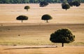 Trees in the grassland in CabaÃÂ±eros