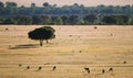 Trees in the grassland in CabaÃÂ±eros