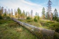 Trees and Grassland in a Forest, German National Park