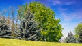 trees on the grassy hill in park Royalty Free Stock Photo