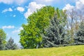 trees on the grassy hill in park Royalty Free Stock Photo