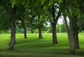 Trees on Grassy Incline