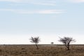 Trees in a great plain grassland Royalty Free Stock Photo