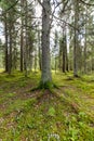 Trees in green forest with moss and autumn colors Royalty Free Stock Photo