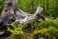 Trees in green forest with moss and autumn colors Royalty Free Stock Photo