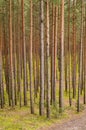 Trees in green forest with moss and autumn colors Royalty Free Stock Photo