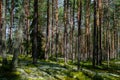 Trees in green forest with moss and autumn colors Royalty Free Stock Photo