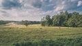 trees in green forest with moss and autumn colors - vintage retro look Royalty Free Stock Photo