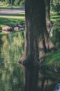 trees in green forest with moss and autumn colors - vintage retro look Royalty Free Stock Photo