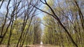 Trees in a green forest in spring Royalty Free Stock Photo