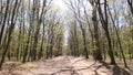 Trees in a green forest in spring Royalty Free Stock Photo