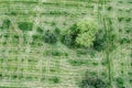 Trees on green grass lawn. natural green background. aerial top view Royalty Free Stock Photo