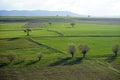 Trees on the green grass and mountaiun