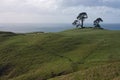 Trees on a green hill, with the sea in the background in Papamoa Hills near Te Puke and Tauranga in the North Island in New