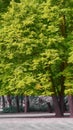 Trees and green lawn with blue sky at the public park. Green city park with trees. Royalty Free Stock Photo