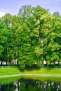 Trees and green lawn with blue sky at the public park. Green city park with trees.