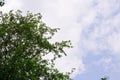 Trees with green leaves