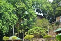 Trees and green leaves of swimming resort