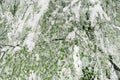 Trees with green leaves are under the snow