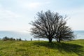 Trees on a green meadow in front of the ocean on a bright and sunny day