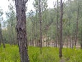 trees on green mountain