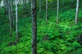 Trees green nature background. Latex rubber trees plantation