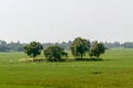 Trees on green spring meadow. Countryside Agricultural field background. Agriculture greenery filled with cereal crop. Beautiful