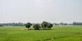 Trees on green spring meadow. Countryside Agricultural field background. Agriculture greenery filled with cereal crop. Beautiful