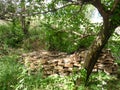 trees green thickets a pile of stones