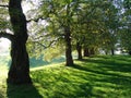 Trees in Greenwich Park