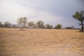 Trees on ground covered by dray grass and under cloudy sky