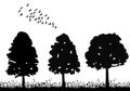 trees grow black silhouette, on a white background, isolated