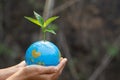 Trees that grow on the globe are in human hands. Planting trees to reduce global warming, environment Earth Day, Forest Royalty Free Stock Photo