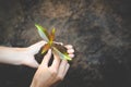 Trees that grow on the globe are in human hands. Planting trees to reduce global warming, environment Earth Day, Forest Royalty Free Stock Photo