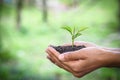 Trees grow in human hands. Natural green bokeh background, Ecological concept, World environment day Royalty Free Stock Photo