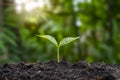 Trees grow on natural ground and the green shade blurs the concept of sustainable agriculture