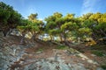 Trees grow on the rock. In background blue sky with clouds. Royalty Free Stock Photo